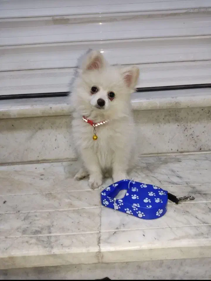 سگ پامرین اصیل|سگ|محمدشهر, محمدشهر|دیوار