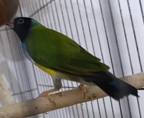 گلدین نر+جفت فنج زبرا|پرنده|باوی, |دیوار