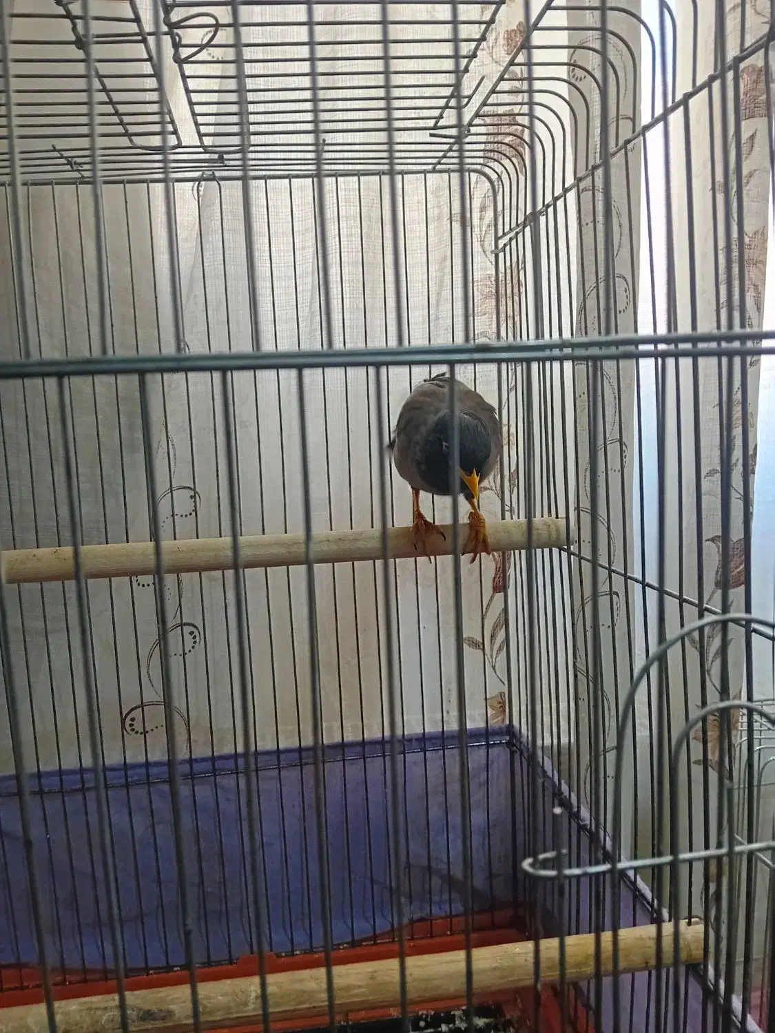 مینا|پرنده|قرچک, پویینک|دیوار