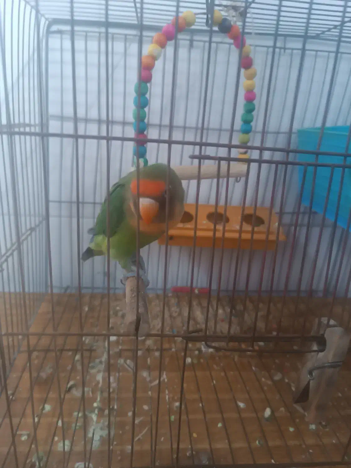 طوطی کوتوله|پرنده|خمیر, |دیوار