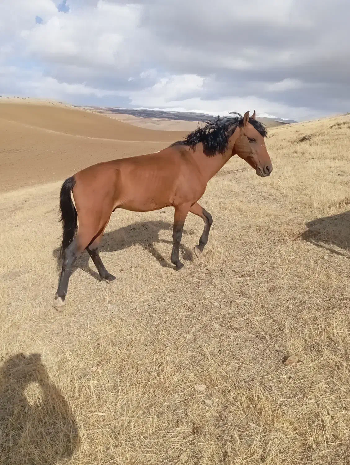 اسب نر|اسب و تجهیزات اسب‌سواری|میاندوآب, |دیوار