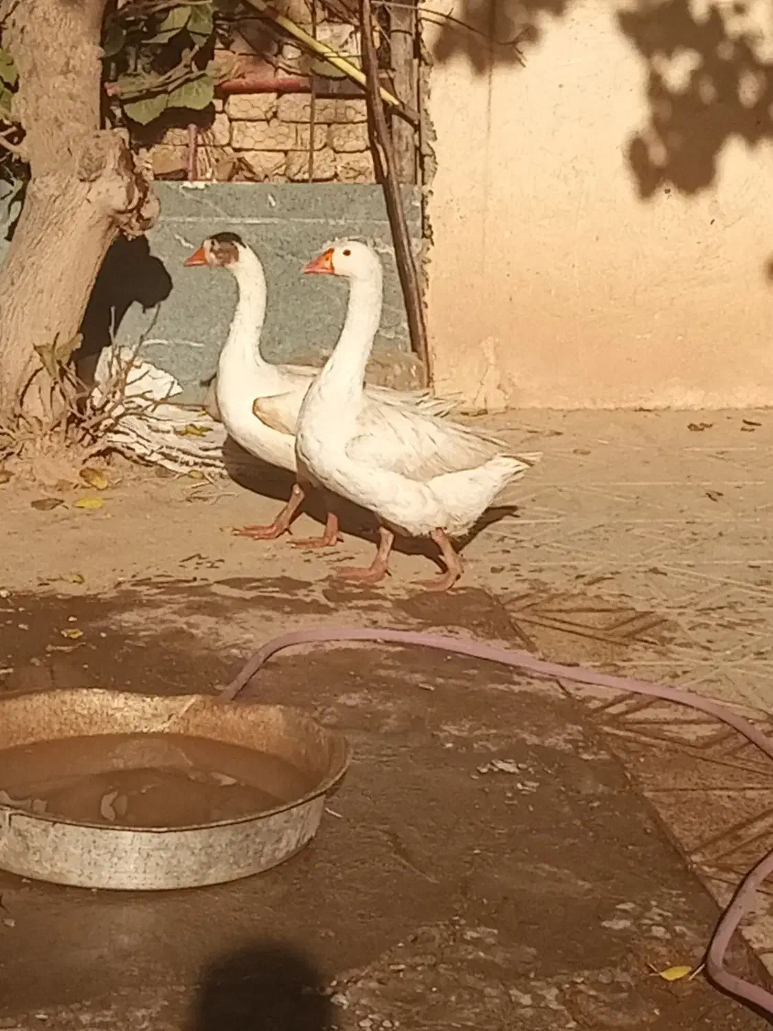 غاز|حیوانات مزرعه|زرندیه, |دیوار