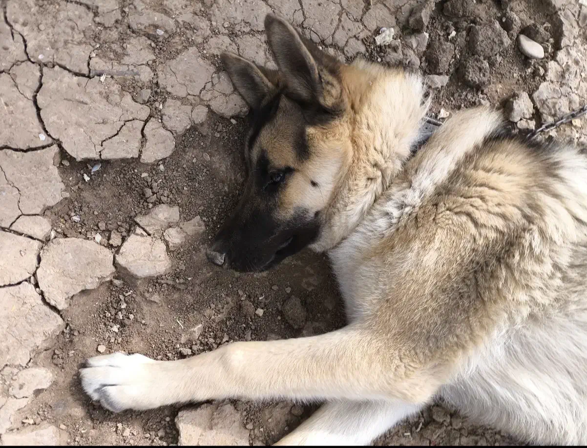 سگ نژاد ژرمن یک ساله|سگ|اردل, |دیوار