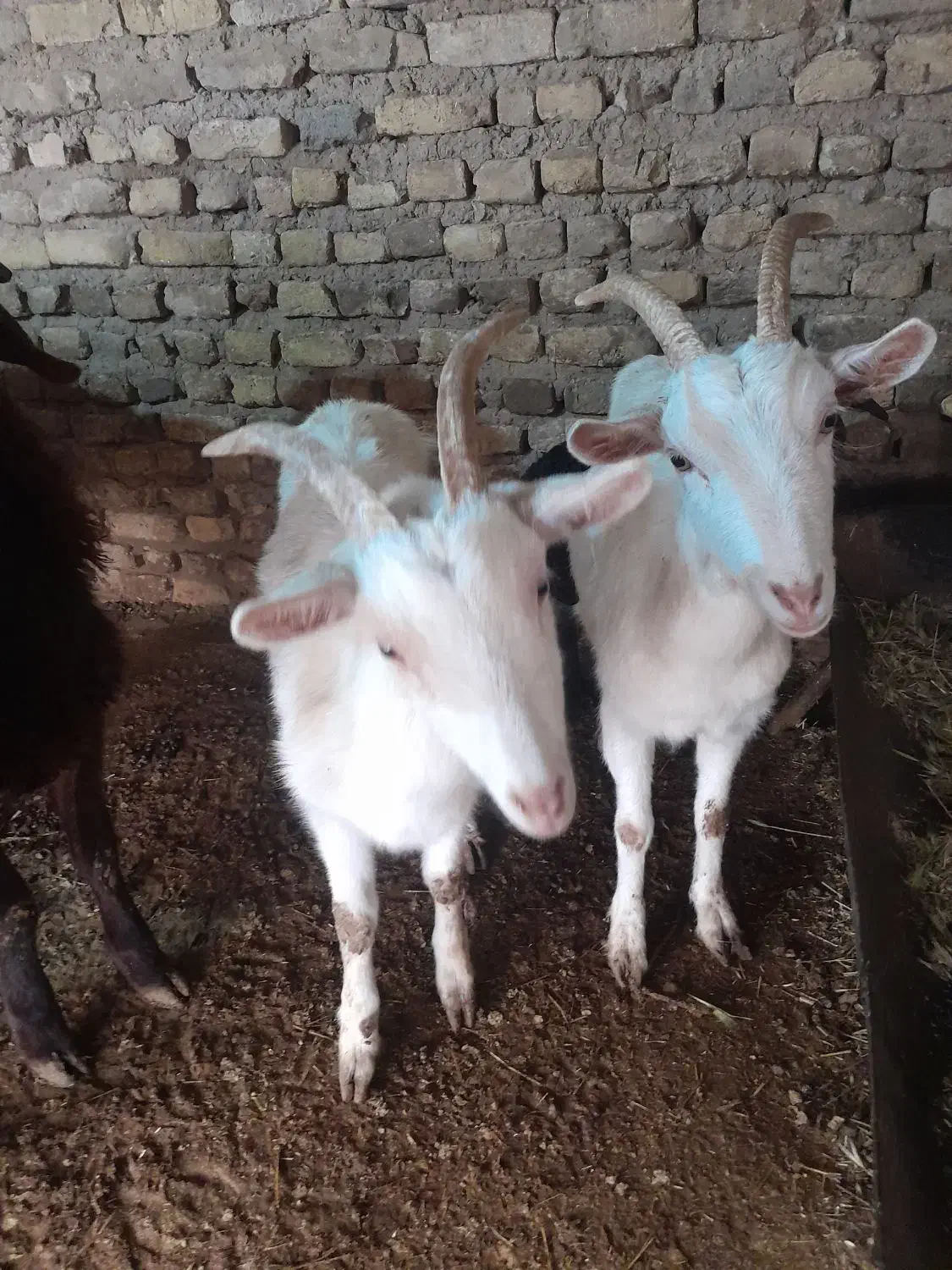 بز سانن|حیوانات مزرعه|تربت‌حیدریه, بالا ولایت|دیوار