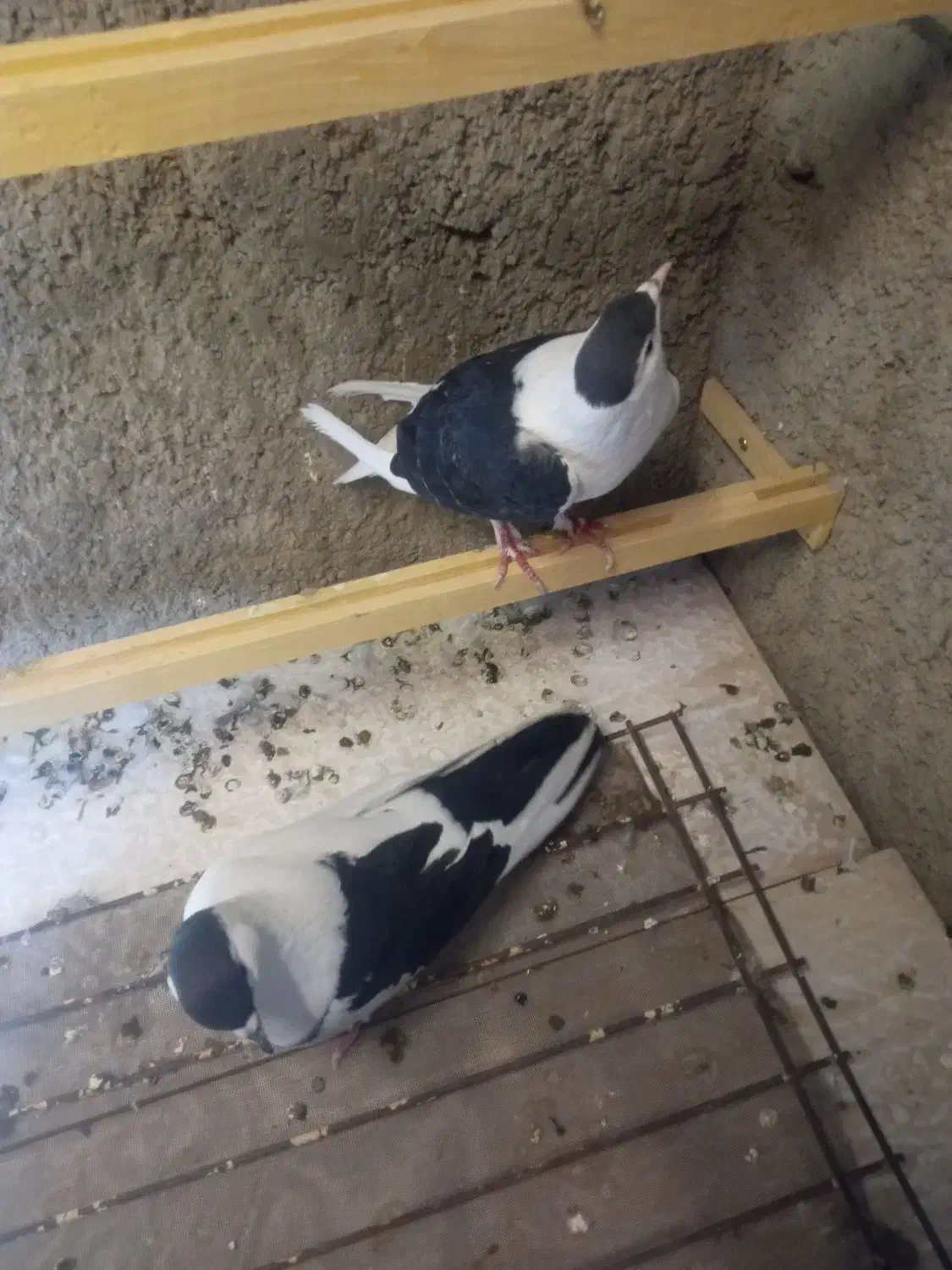 کبوتر نر و ماده طاقی|پرنده|کاشان, دشت چال|دیوار