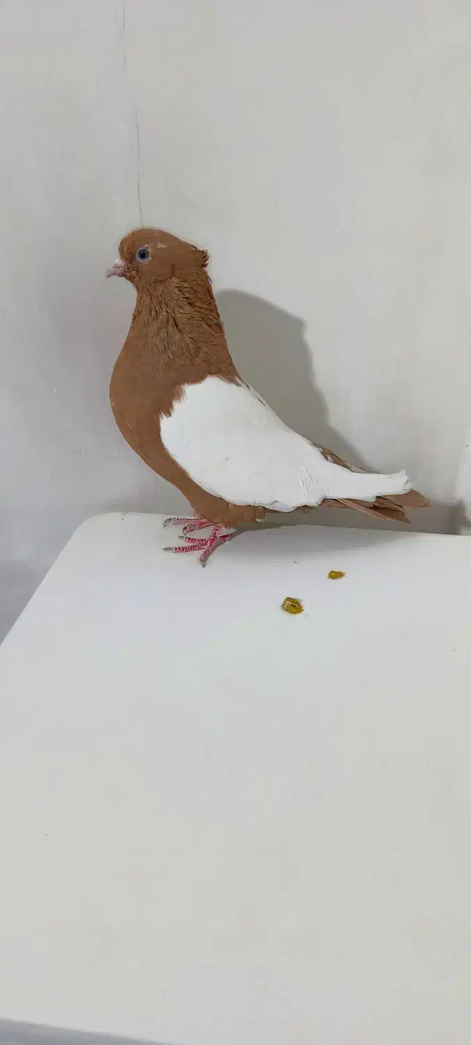 کبوتر نر سرته زرد|پرنده|خرم‌آباد, |دیوار