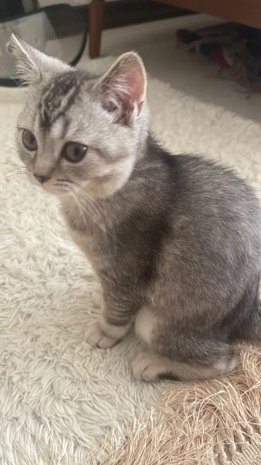 گربه بریتیش سیلور|گربه|اراک, |دیوار