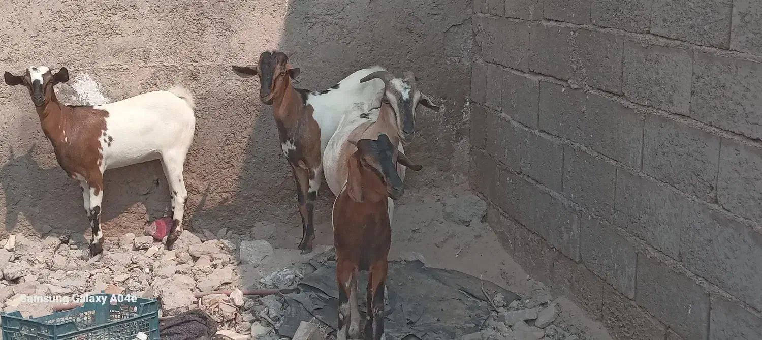 فروش گوسفند بربری|حیوانات مزرعه|بندرلنگه, |دیوار