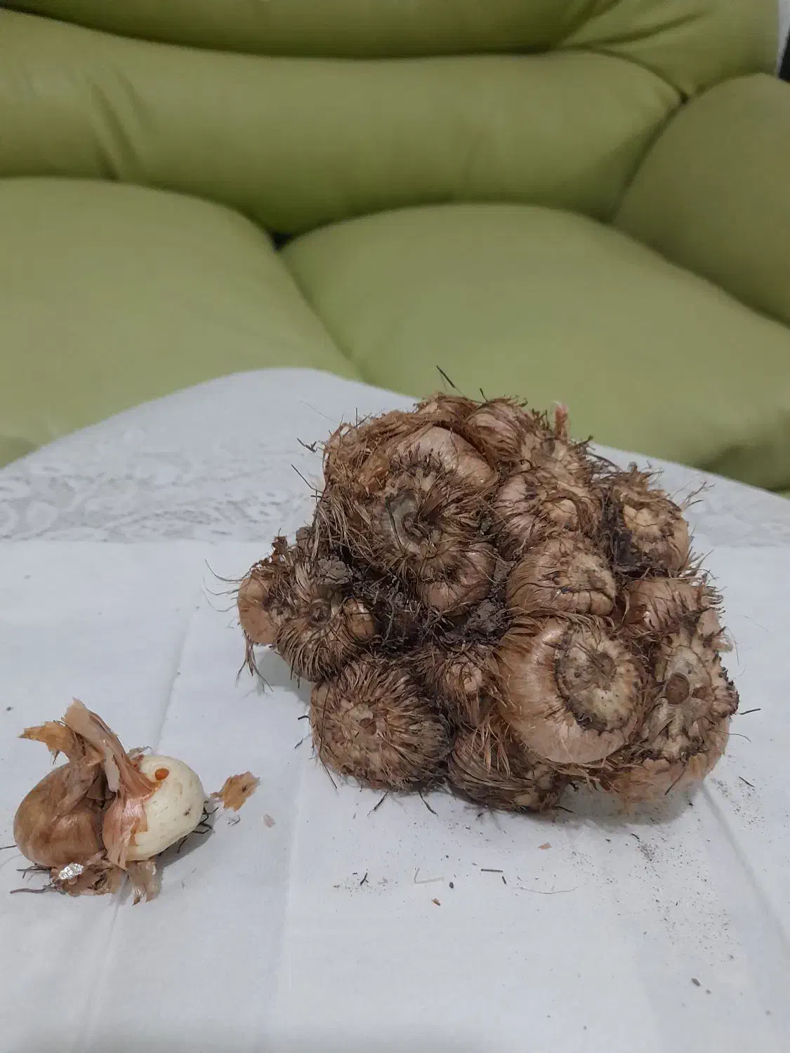 فروش پیاز زعفران قائنات با تخفیف فوری|خدمات باغبانی و درختکاری|قزوین, |دیوار