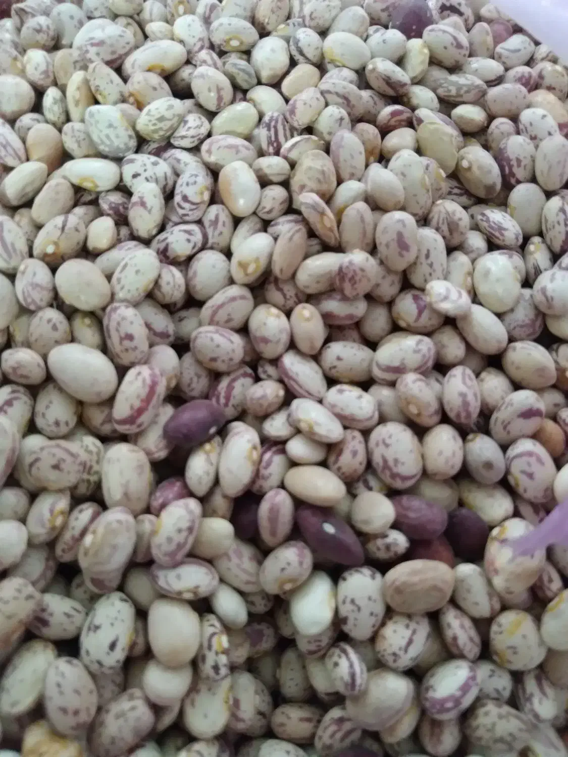 لوبیا چیتی تمیز|خوردنی و آشامیدنی|شازند, |دیوار