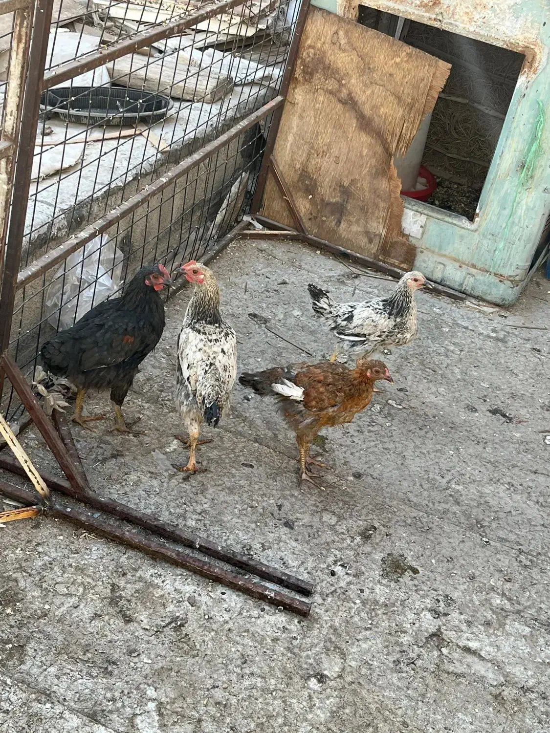 مرغ و خروس|حیوانات مزرعه|نسیم‌شهر, |دیوار