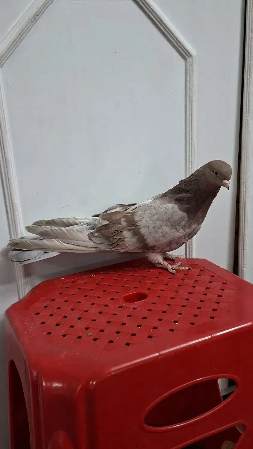 کبوتر نوک قنار نر|پرنده|تهران, وصفنارد|دیوار