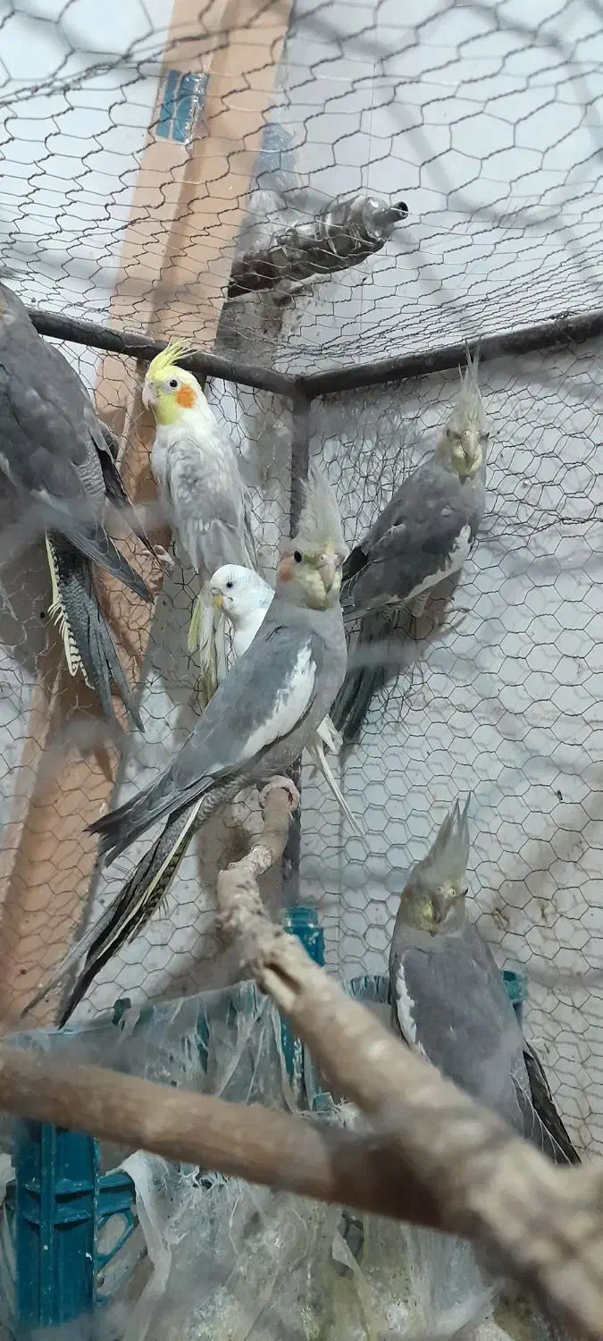 عروس هلندی سخنگو|پرنده|فاضل آباد, |دیوار