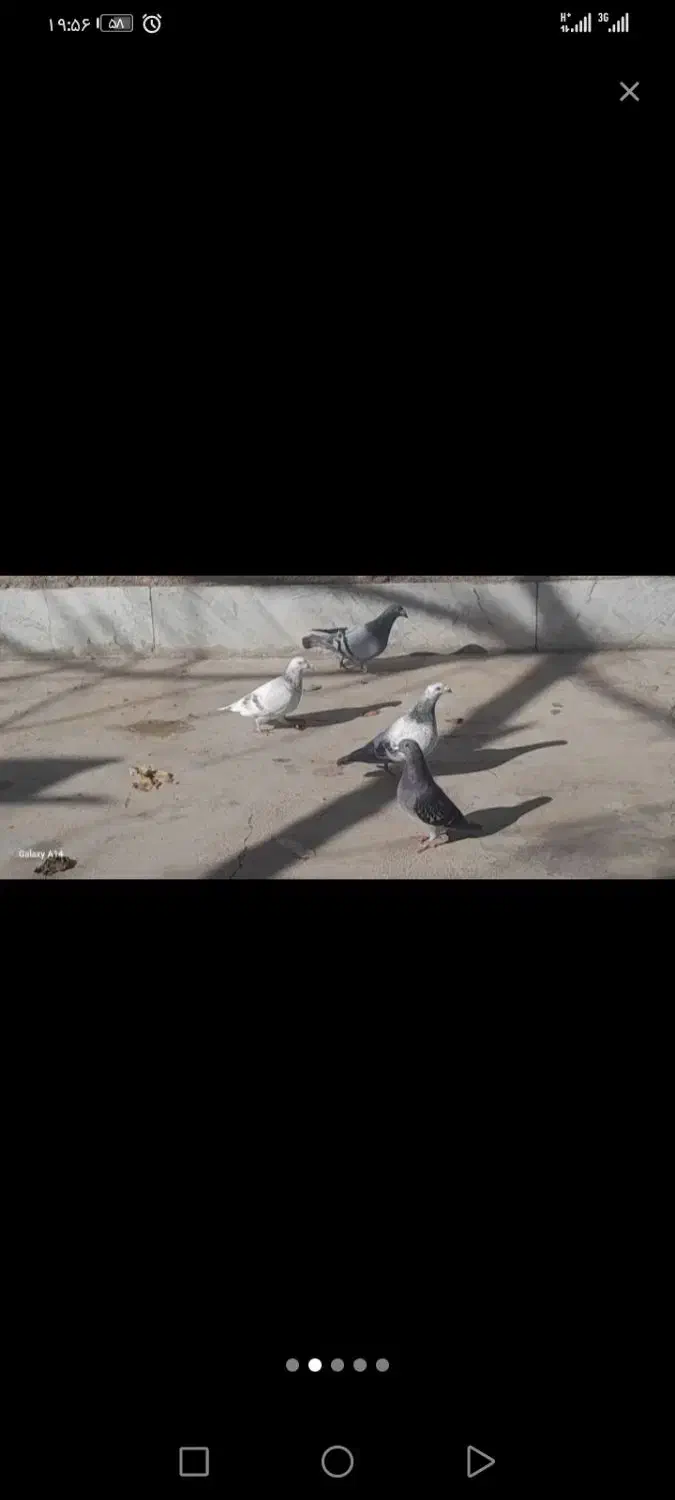 کبوتر پلاکی|پرنده|الوند, |دیوار