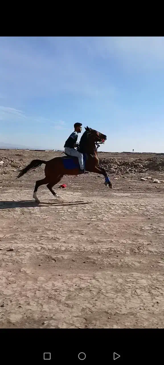 اسب کرد نریون|اسب و تجهیزات اسبسواری|کاشمر, |دیوار