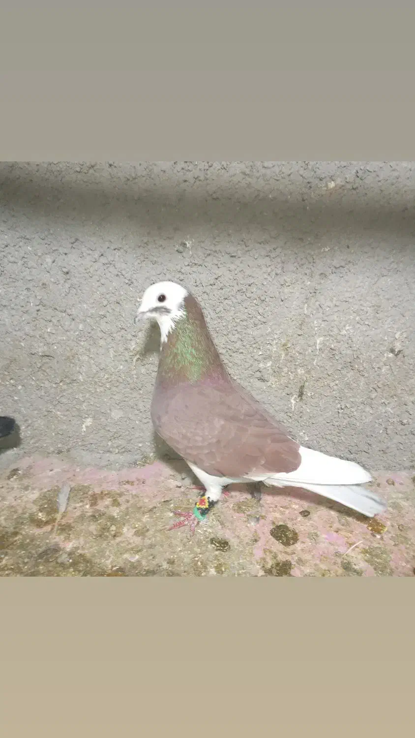 کبوتر|پرنده|قوچان, |دیوار