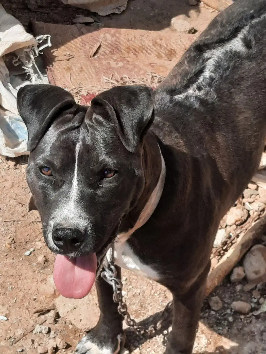 سگ پیتبول|سگ|جم, |دیوار