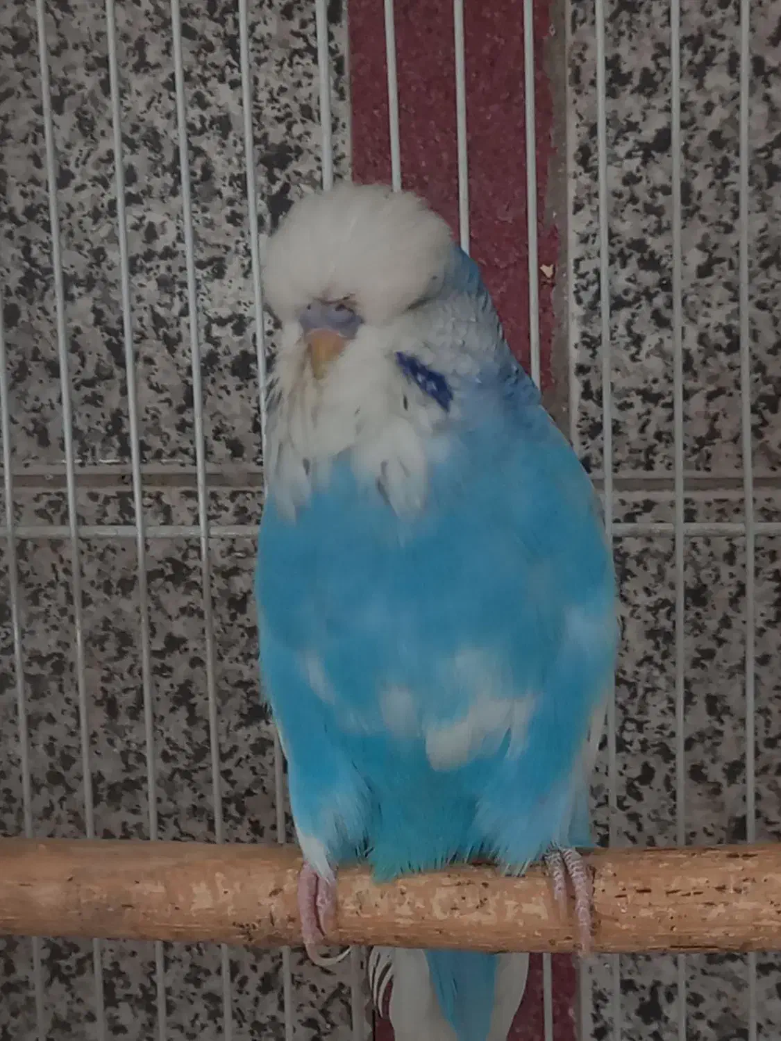 مرغ عشق انگلیسی گرید A|پرنده|اسلامشهر, باغ فیض|دیوار