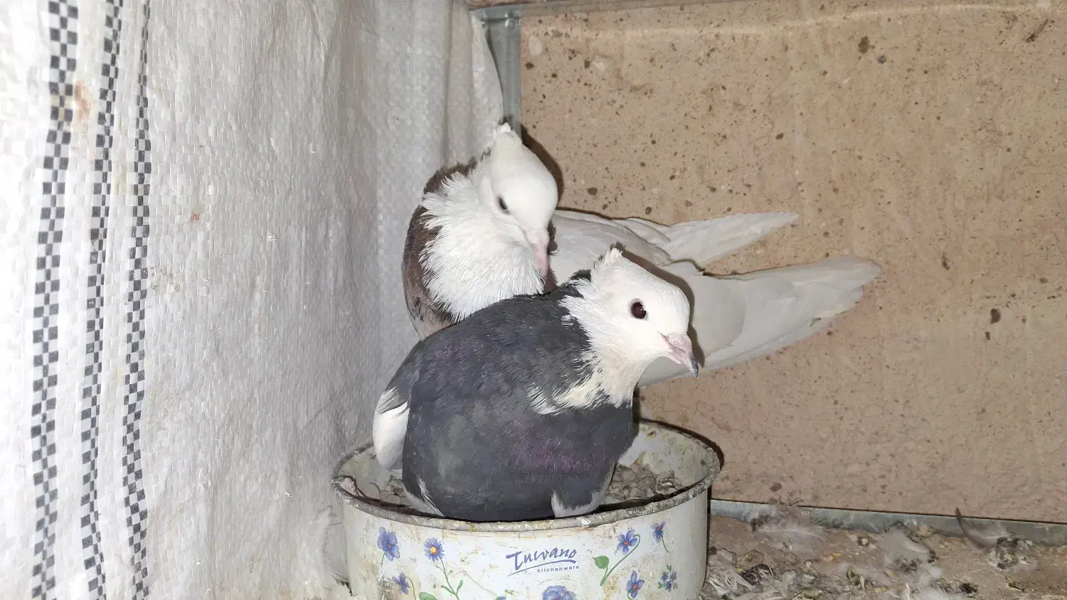 طوقی|پرنده|نورآباد, |دیوار