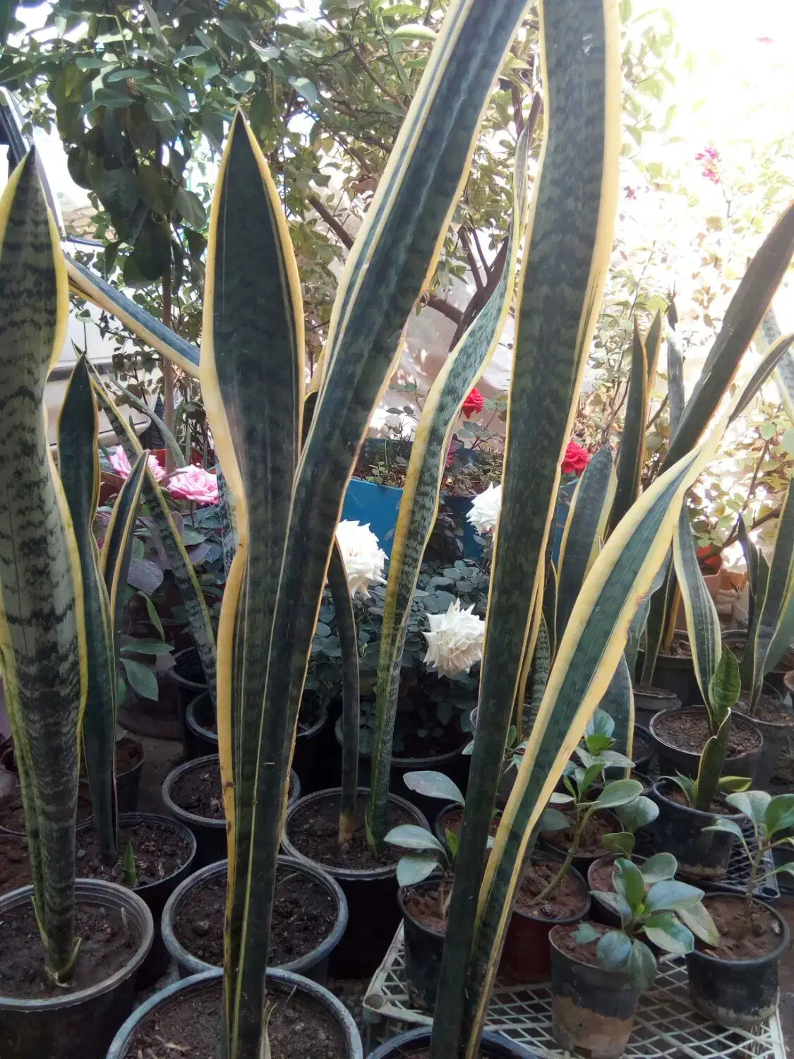 گلهای اپارتمانی در بی بیان بزرگ|گل و گیاه طبیعی|مسجد سلیمان, |دیوار