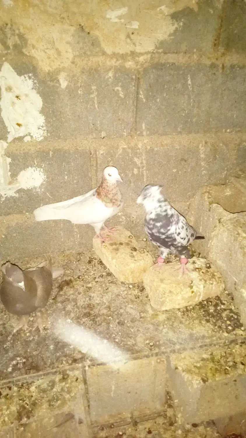 کفتر بهبهانی|پرنده|مرودشت, رامجرد یک|دیوار