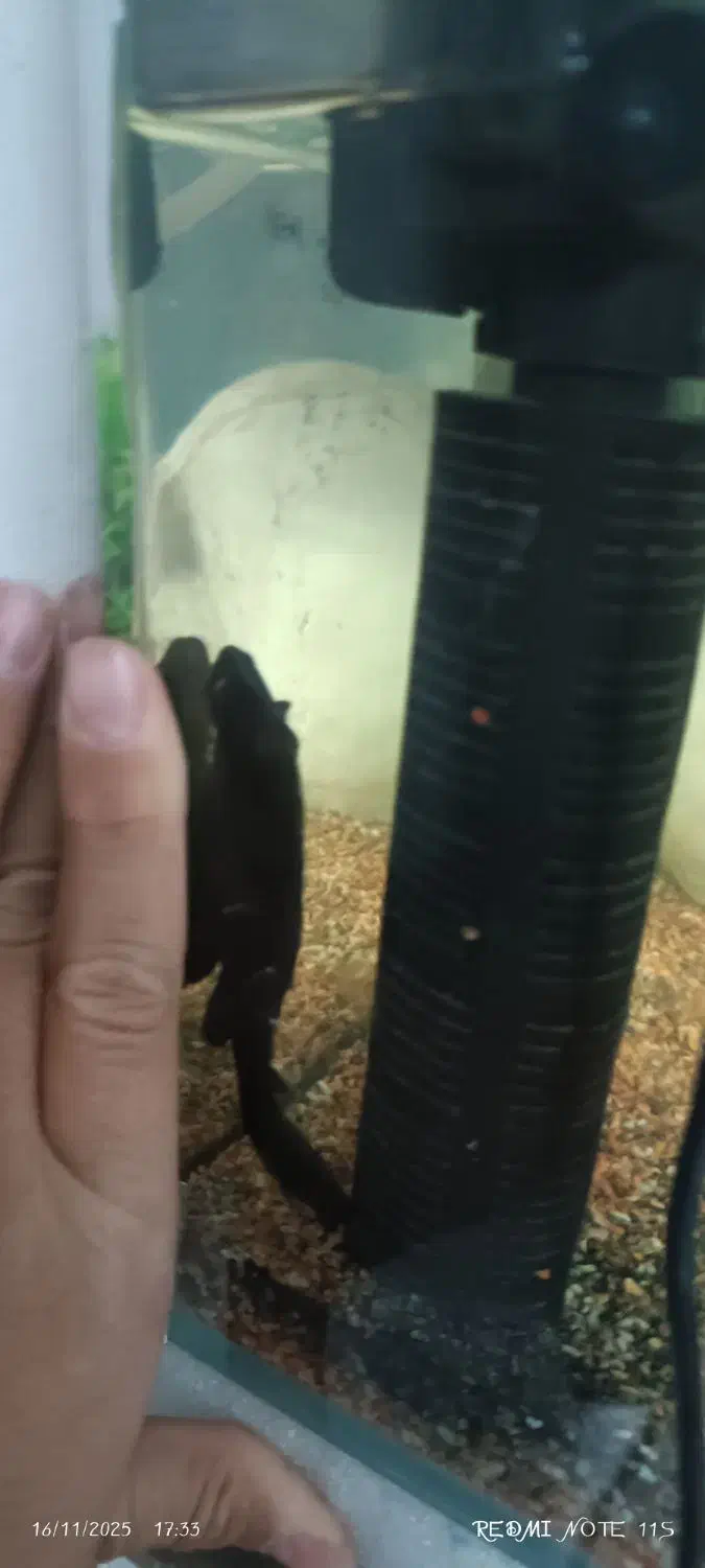 لجن خوار بزرگ با ماهی|ماهی|کرمان, |دیوار