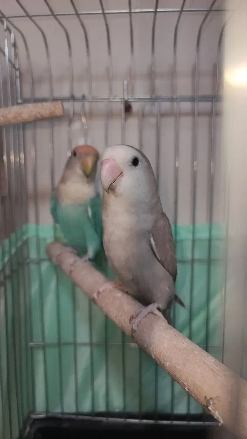 جفت کوتوله برزیلی مولد رنگ خاص با جوجه و قفس،لوازم|پرنده|اسلامشهر, شهرک مصطفی خمینی|دیوار