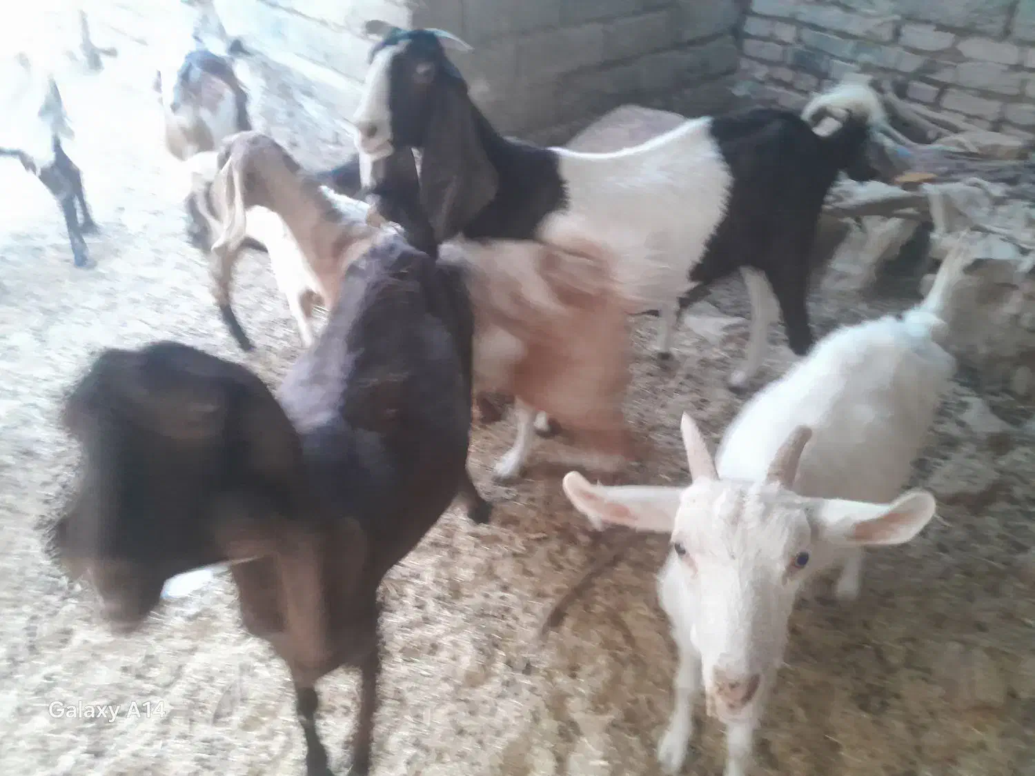 س چندعدد بز فروشی|حیوانات مزرعه|زابل, |دیوار