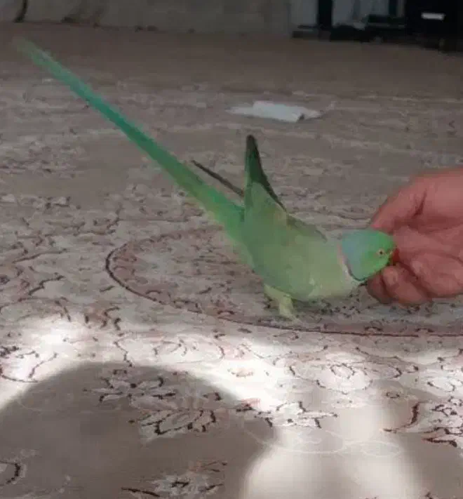 ملنگو سخنگو طوطی روزمادر|پرنده|لنجان, |دیوار