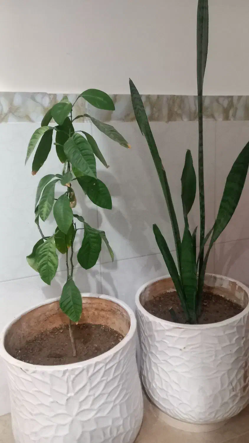 گل وگلدان|گل و گیاه طبیعی|بیجار, |دیوار