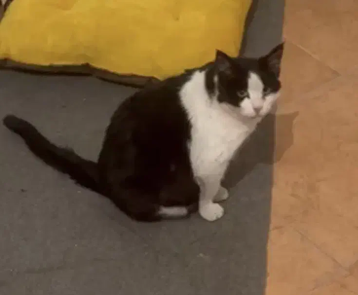 گربه گمشده|حیوانات|شاهرود, |دیوار