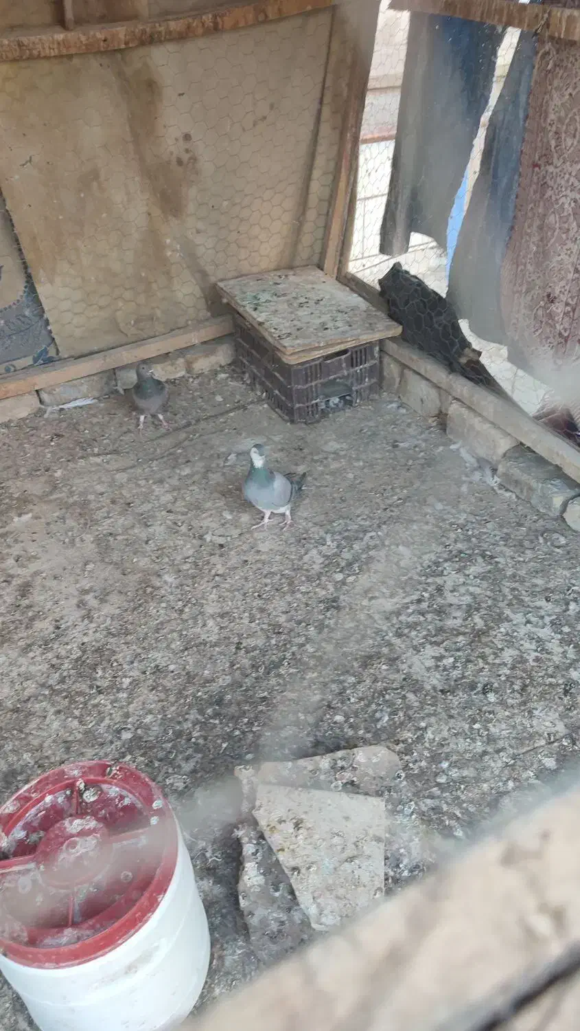 کبوتر سیمونی وکبوتر سینه خرقه کامل دمگیر|پرنده|اصفهان, طامه|دیوار