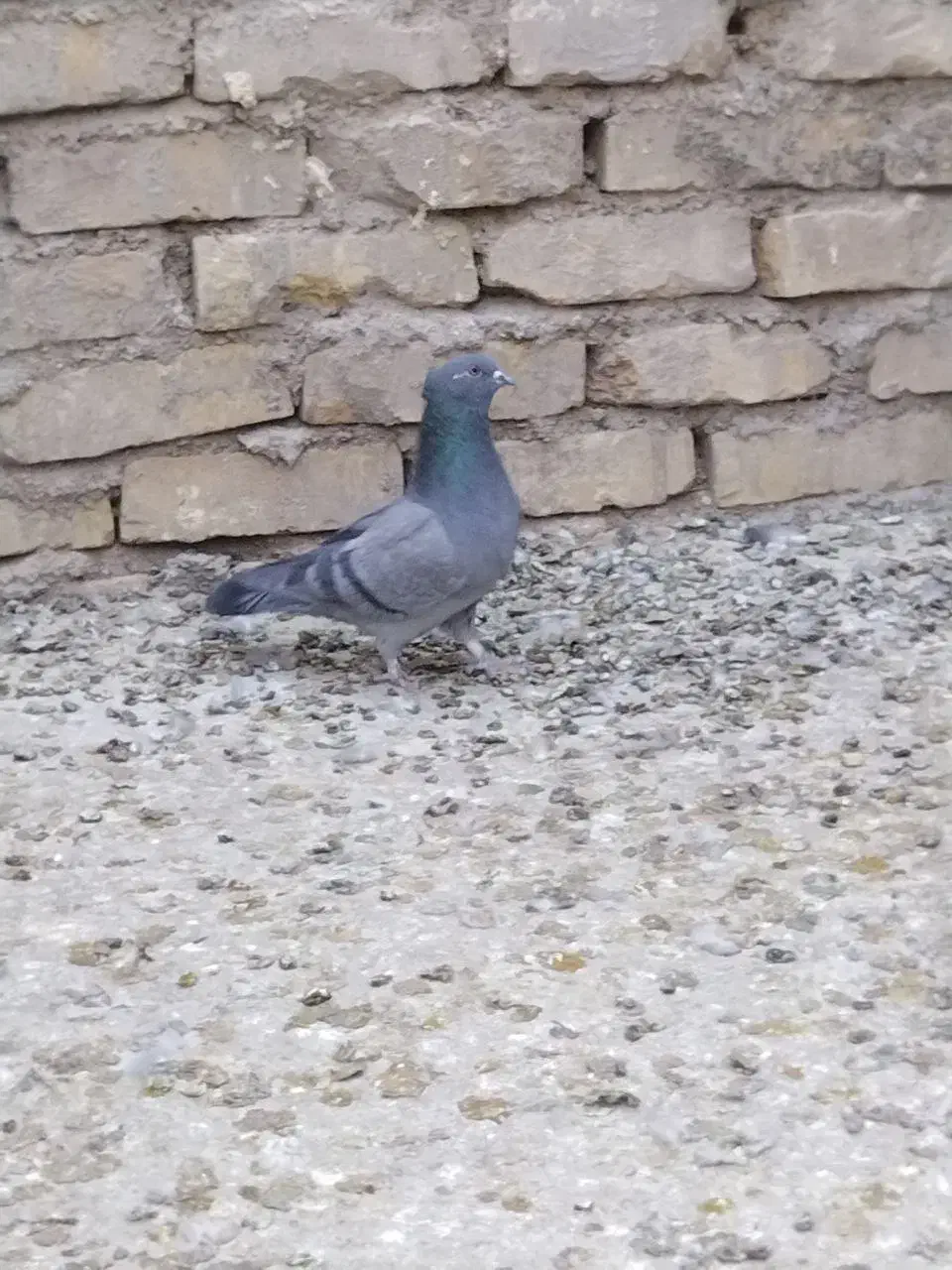 کبوتر|پرنده|اردکان, |دیوار