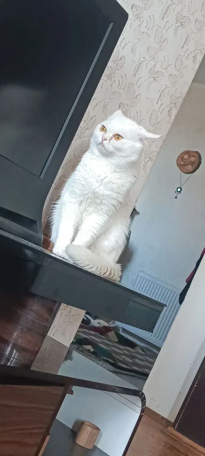 گربه نژاددارنر|گربه|گلبهار, شهر جدید گلبهار|دیوار