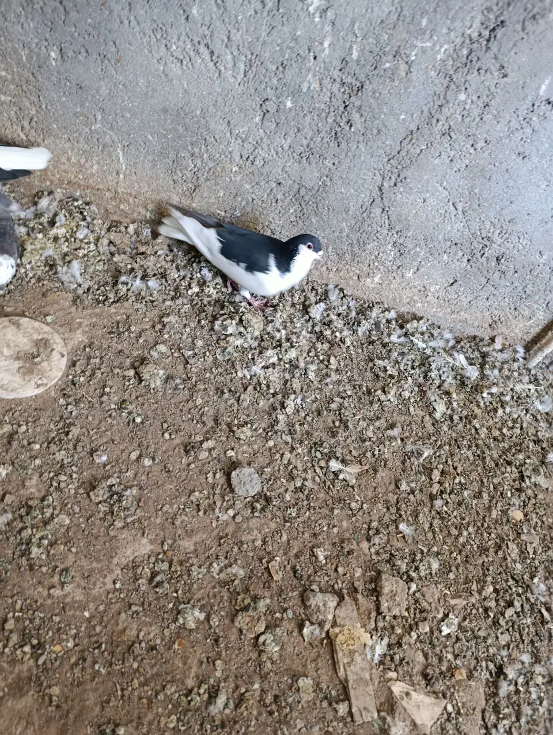 کبوتر|پرنده|تایباد, |دیوار