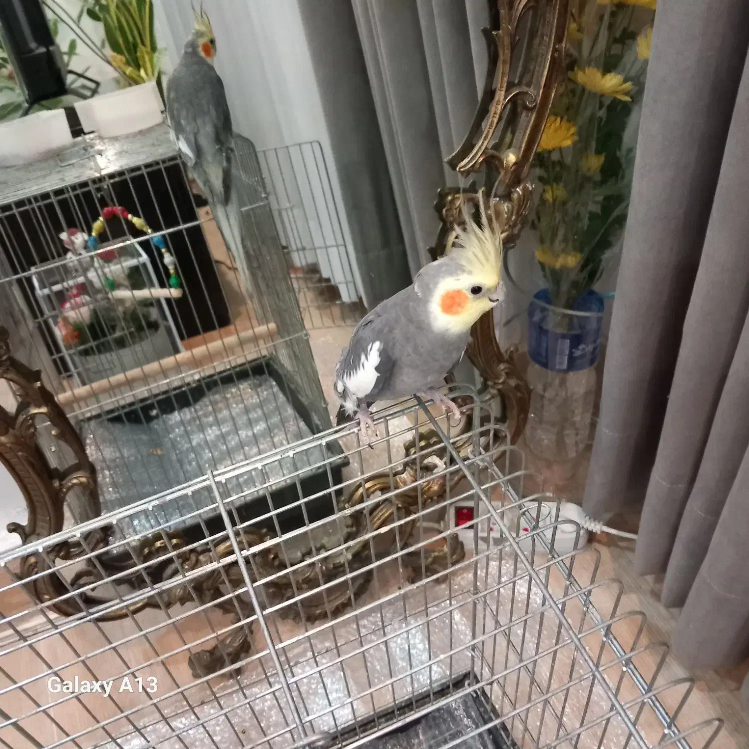 عروس هلندی|پرنده|شاهدشهر, |دیوار