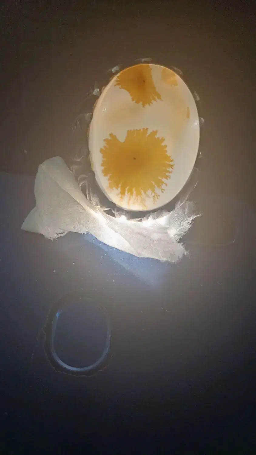 انگشتر شجر|کلکسیون اشیاء عتیقه|شهرکرد, |دیوار