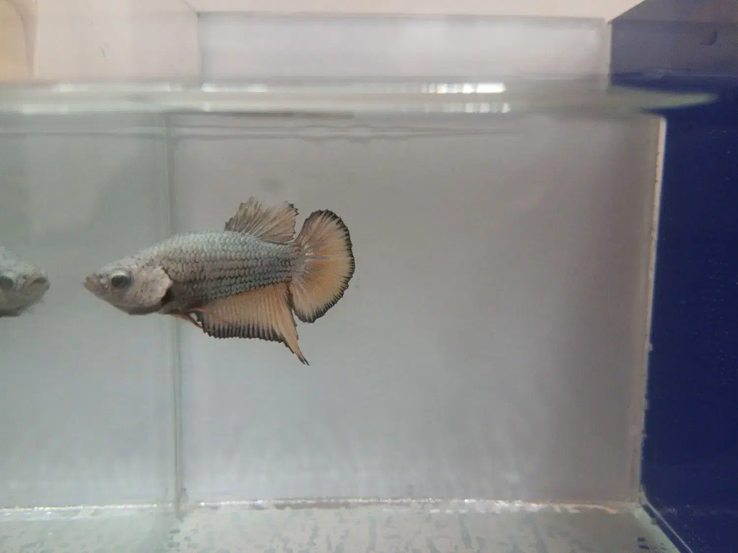 فایتر|ماهی|کهریزک, |دیوار