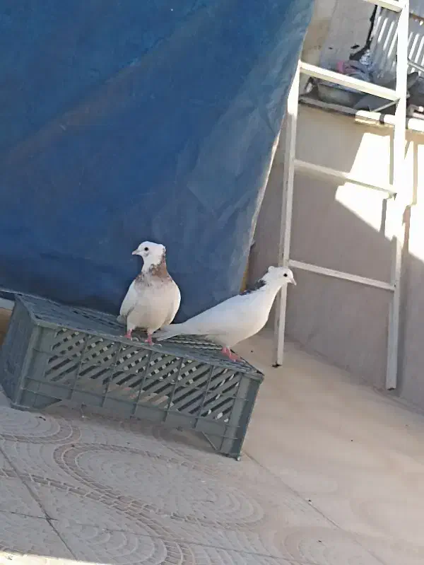 دو کبوتر طوق بایک قفسه 1 متری|پرنده|مریوان, |دیوار