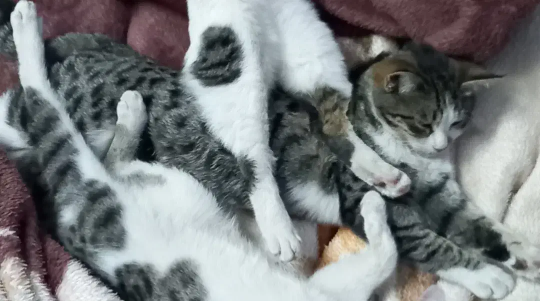 گربه گمشده|حیوانات|بجنورد, |دیوار