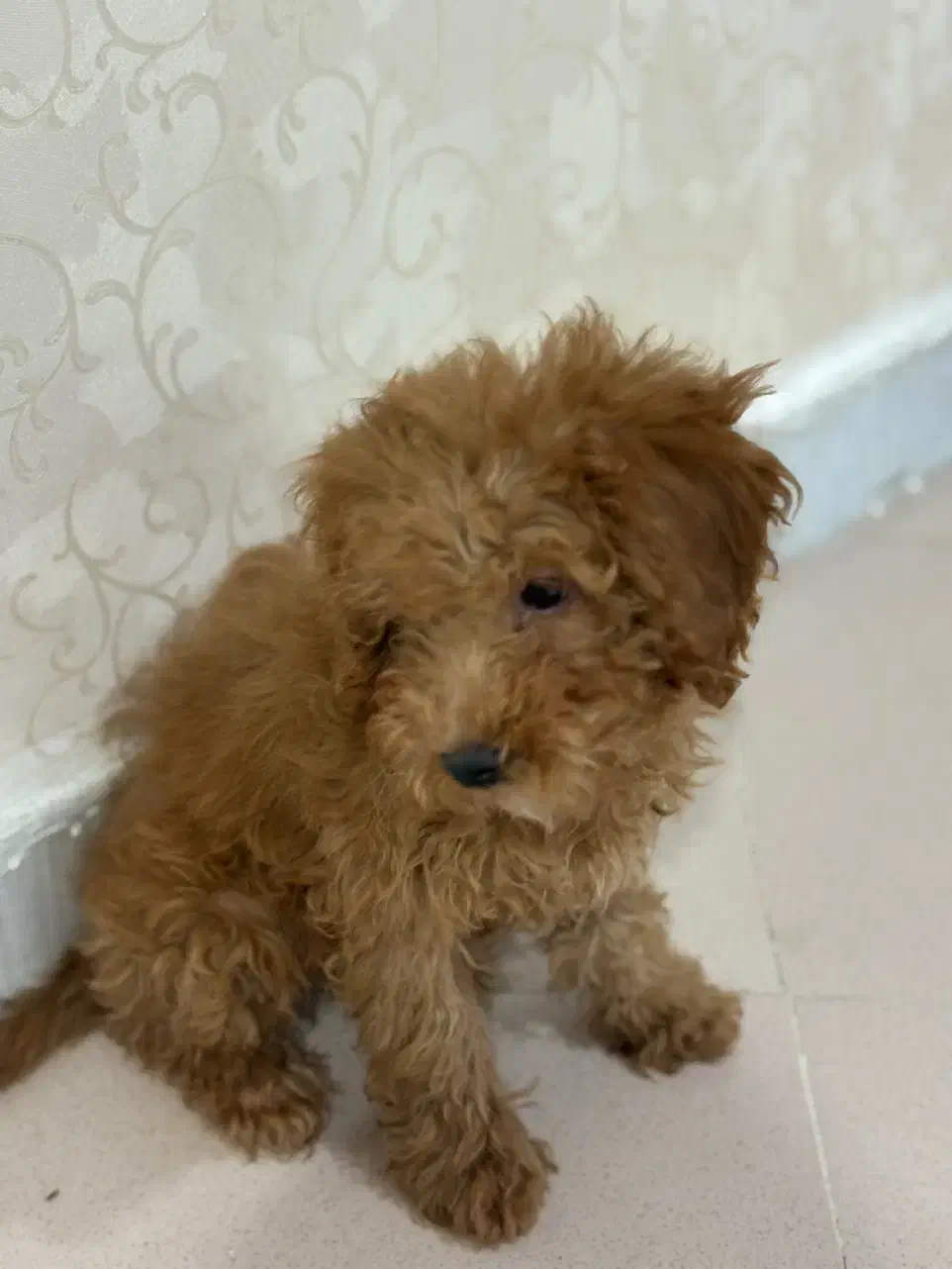 پودل نر|سگ|مشهد, کوثر|دیوار