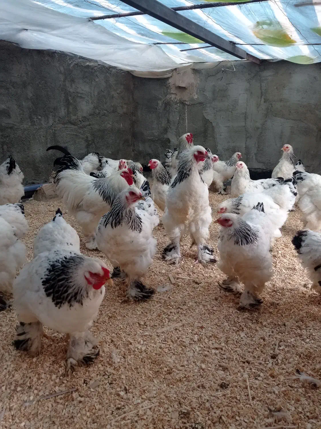 تخم مرغ برهما لایت|حیوانات مزرعه|خوی, |دیوار