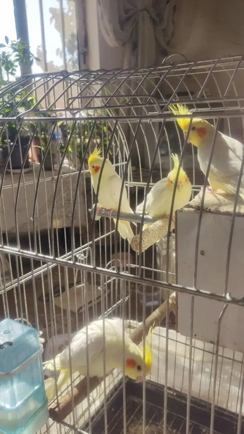 مرغ برهما|پرنده|مشهد, کلاکوب|دیوار