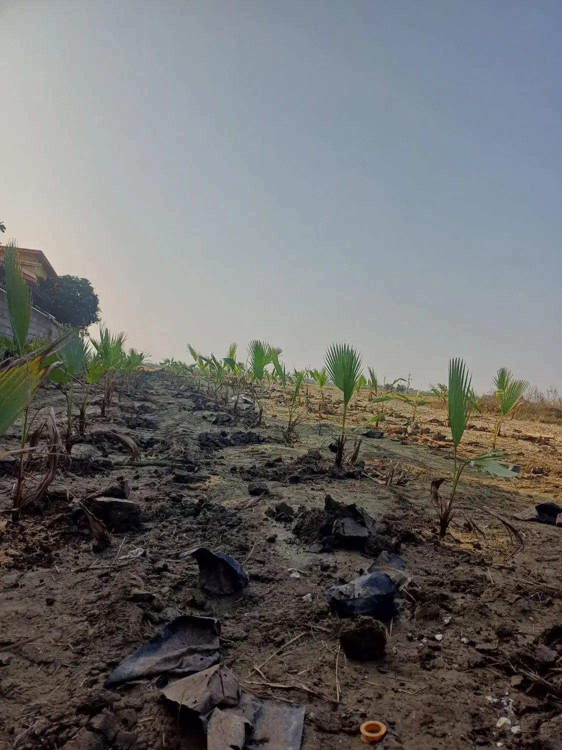 فضای سبز پالم|خدمات باغبانی و درختکاری|دابودشت, |دیوار