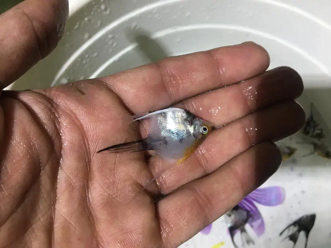 انجل|ماهی|تهران, شهرک ولیعصر شمالی|دیوار