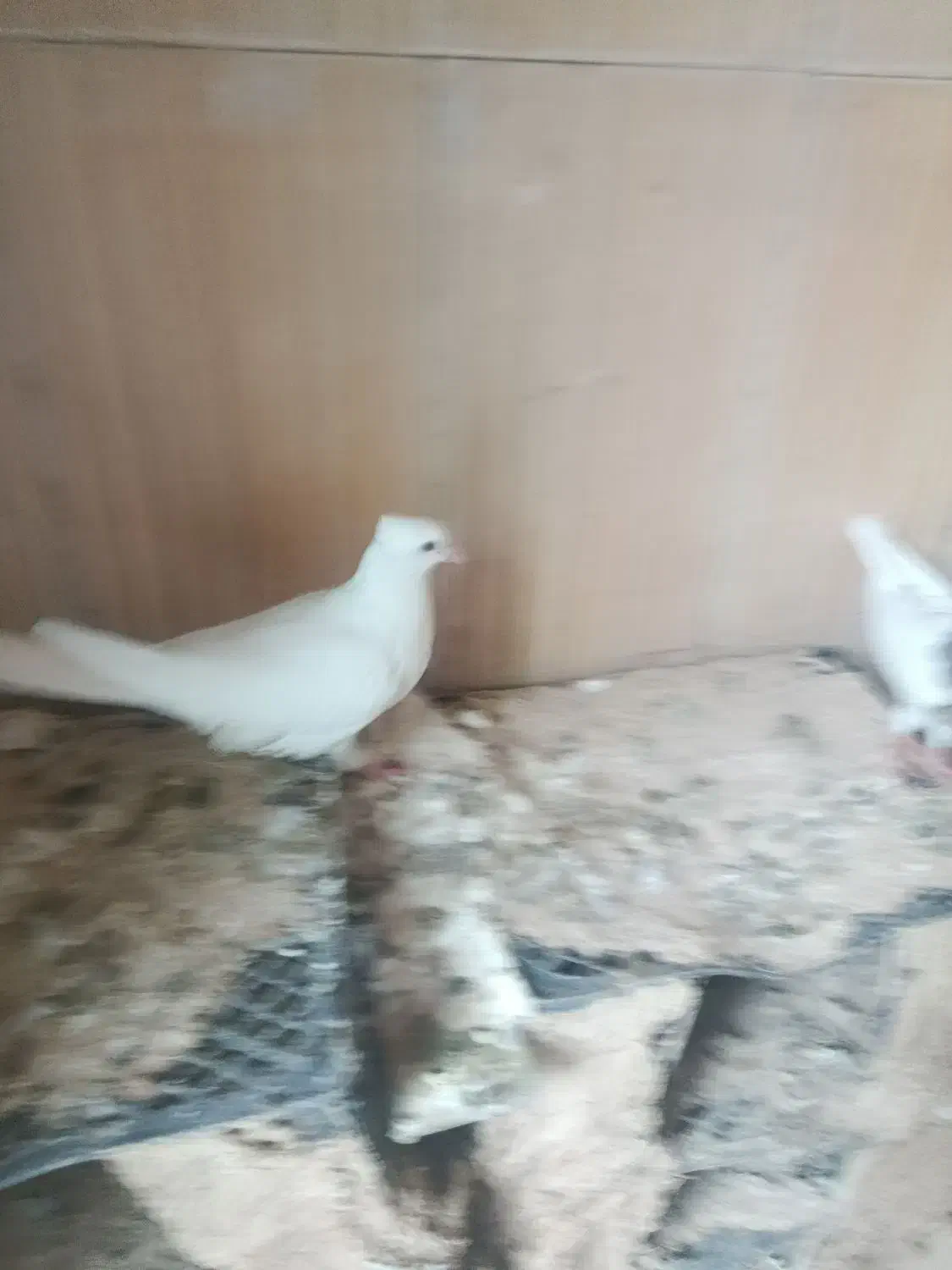 دو عدد کبوتر نر یه دوکت یه سفید دره شهر|پرنده|دره شهر, |دیوار