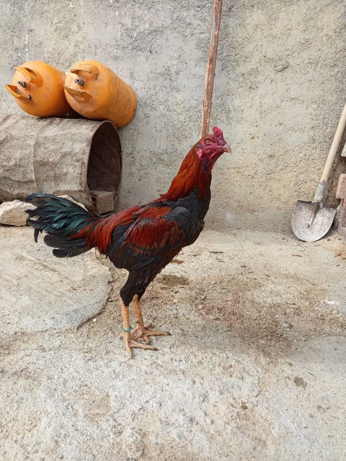 خروس لاری|حیوانات مزرعه|سروآباد, |دیوار