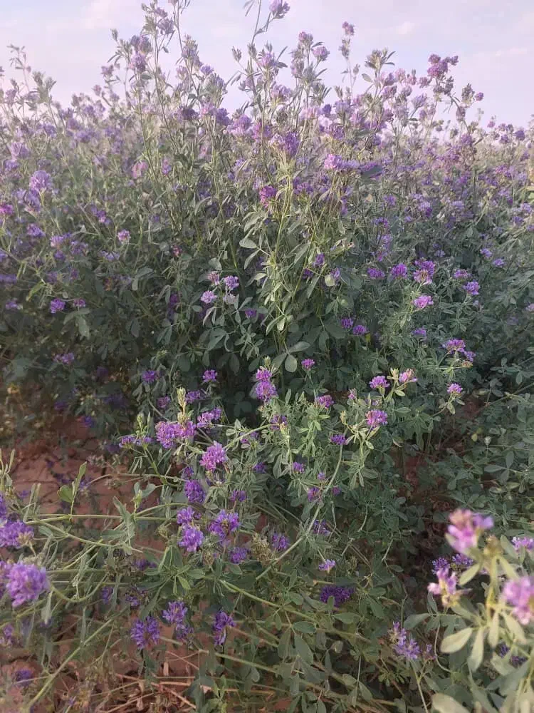 فروش بذر  یونجه محلی کیلو ۱۱۰۰|خدمات باغبانی و درختکاری|بندرعباس, |دیوار