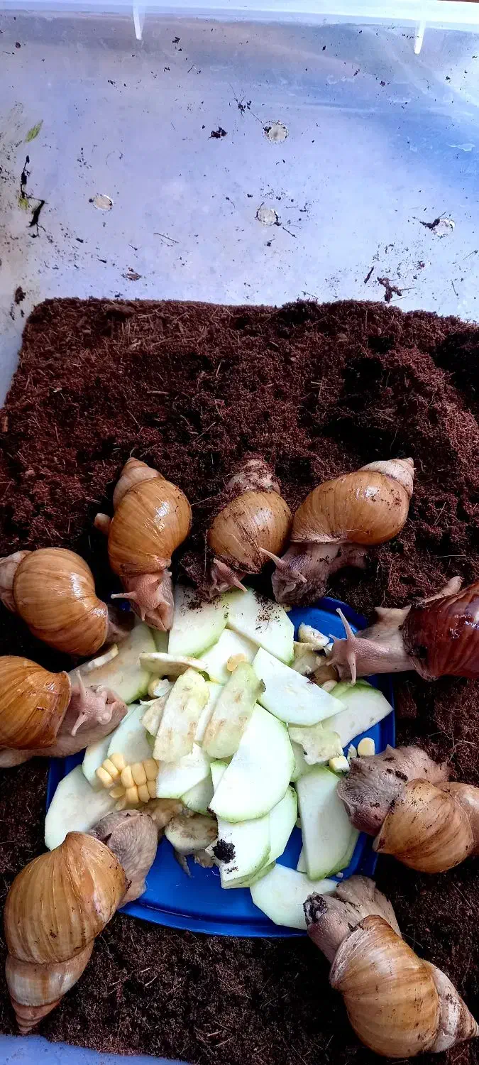 حلزون و خاویار حلزون|خزنده|تهران, افسریه شمالی|دیوار