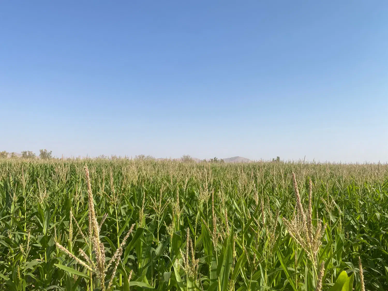 ذرت علوفه ای|خوردنی و آشامیدنی|سرایان, |دیوار